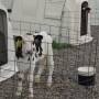 DT_Dairy_Calf