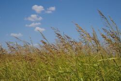 Johnsongrass