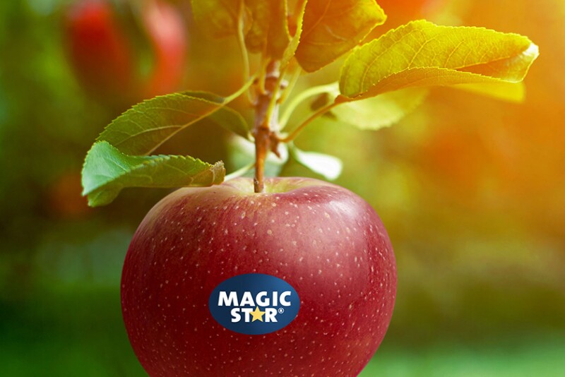 Proprietary Variety Management Magic Star apple