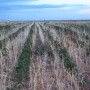 Dry Texas Cotton
