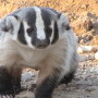 An Alberta, Canada, rancher rescued a missing calf that had slipped into a badger hole in one his pastures. 