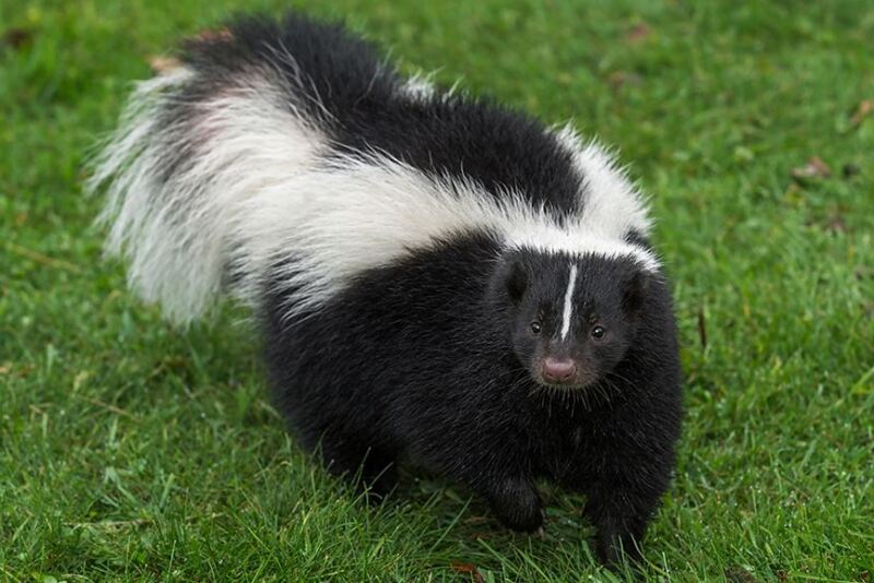 Skunks and other wildlife, such as bats and foxes, are the most common reservoirs of rabies.