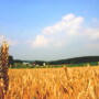 Surveys carried out in other countries point towards gains in grain yield ranging from 2% to 41%, with an average of 19.3%. Embrapa says it expects to find at least “similar gains” in Brazilian conditions.