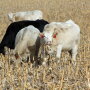 BT_Cattle_Corn_Stalks