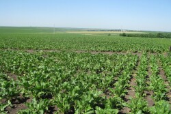 sugarbeet field