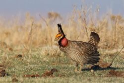 Lesser_Prairie_Chicken