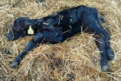 “After a typical birth the calf should breathe within 30 seconds of delivery, be capable of lifting its head within 3 minutes, sitting up on its own within 5 minutes, and should be trying to stand after 20 minutes,” says Dr. Geof Smith. “After an hour the calf should be standing.”
