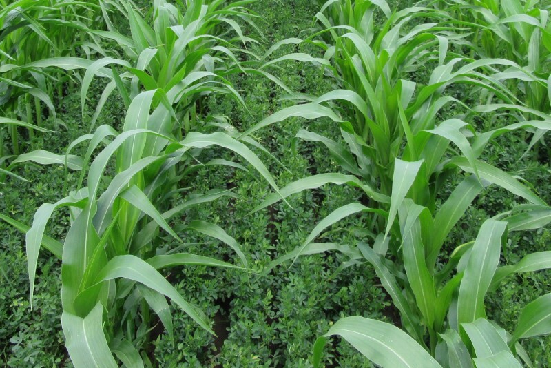 Alfalfa interseeded into corn silage.