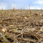 “At first, I was wondering if we’d already disked the field,” says producer Scott Flowers, Mattson, Miss. “I knew we hadn’t, but I couldn’t believe what I saw from a distance.”
