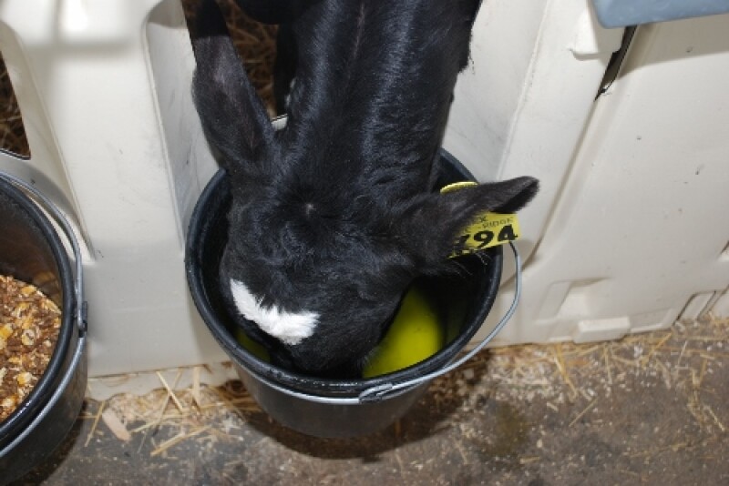 The upcoming Webinar is titled “Healthy Gut, Healthy Calf, Productive Future.”