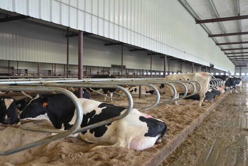 Cow resting in freestalls.