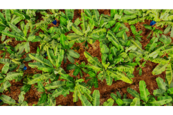 chiquita field down 