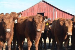 BT_Red_Angus_Heifers_Barn