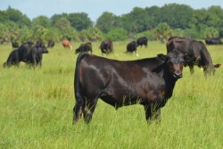 BT_Brangus_Calf