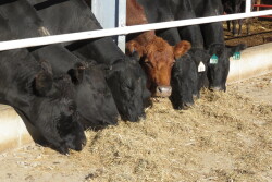 Improving the value of cull cows offers income opportunity for cattle producers.