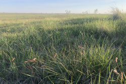 NDSU grass