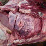 This necropsy image shows a calf-fed heifer that had been on feed for 130 days, with no previous treatment history, when first treated for signs of respiratory distress on May 24. 