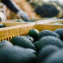 A worker's hands seen grabbing crates of avocados