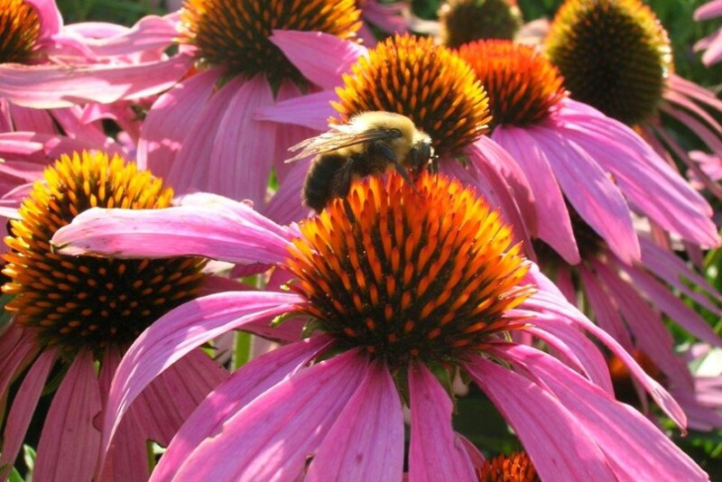pollination