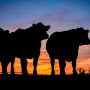 Beef alliance