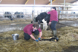 Farmers may be opting to turn cows over faster but costing them more dollars in the long run.