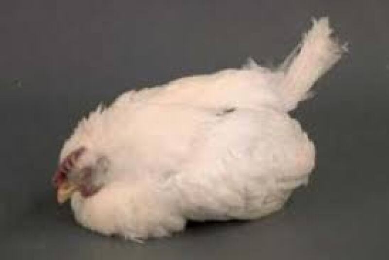 A disease that passes from poultry to cattle probably will cause more cattle mortality than one passing from goats or buffalo.