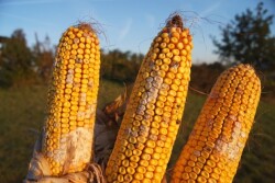 Moldy Corn - DSM