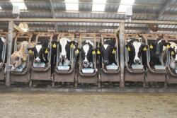 Dairy-20