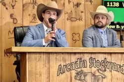 Jacob Massey in the block on Saturday at the Arcadia Stockyards, Arcadia, Florida.