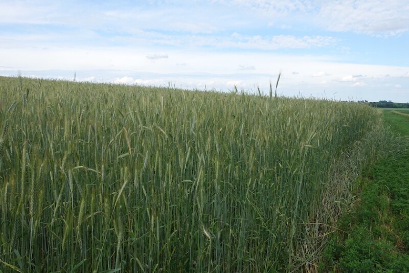 Rye