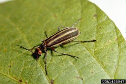 Blister beetle