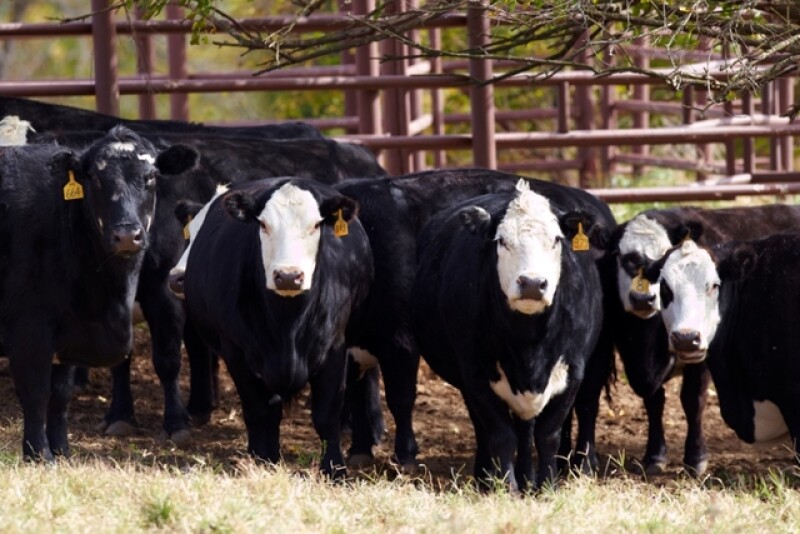 2010_Beef_Cattle_3231