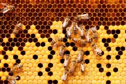 Bee hive honeybees