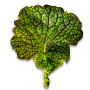 Bowery Farming Mustard Frills