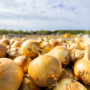 Pile of Vidalia onions