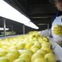 U.S. allows system approach for Chilean lemons