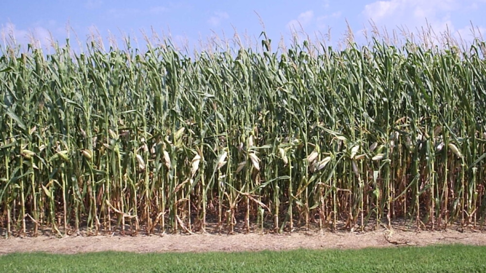 Corn Under Heat Stress