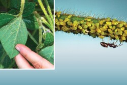 Soybean Aphids