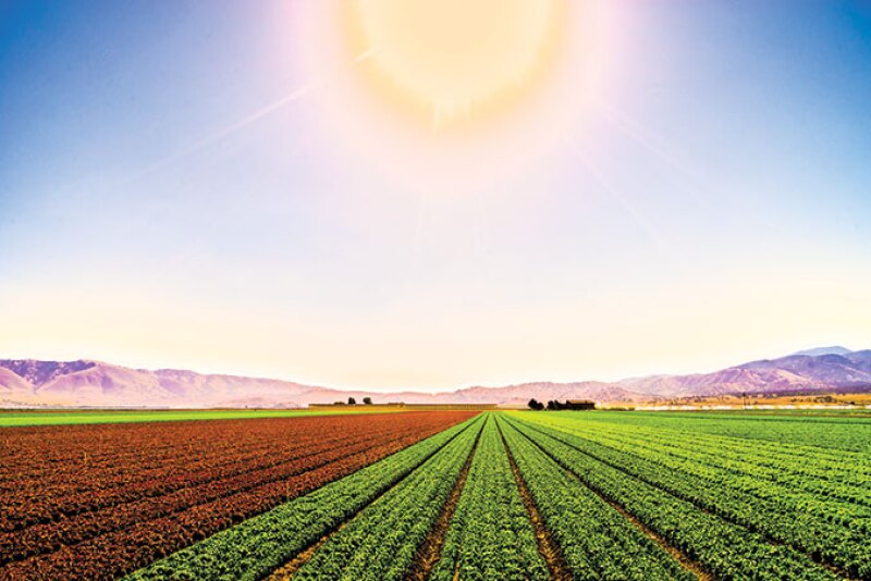Lucky Strike Farms has a relationship with Cal-Organic Farms, a division of Grimmway Farms, for its organic program, says Lucky Strike president Gib Papazian. Up to 20% of his company’s product line is organic, he says. Shown is a field of organic leafy greens.
