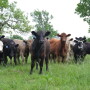 BT_Stocker_Cattle_Kentucky