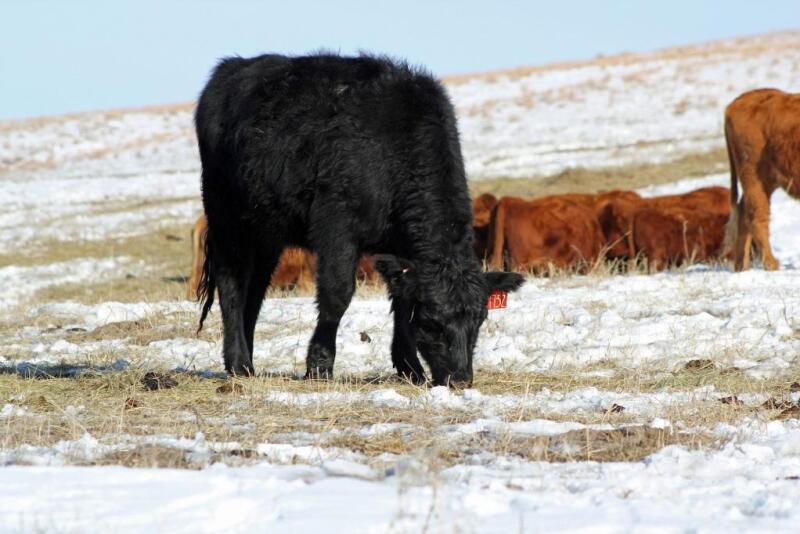 Acceptable substitute supplementation for distillers grains depends on the class of livestock fed, the basal diet available, and the desired performance.