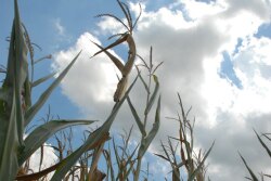dry_corn_sky2.jpg