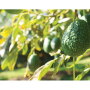 Holidays are often ideal opportunities to push avocados, as sales numbers show.