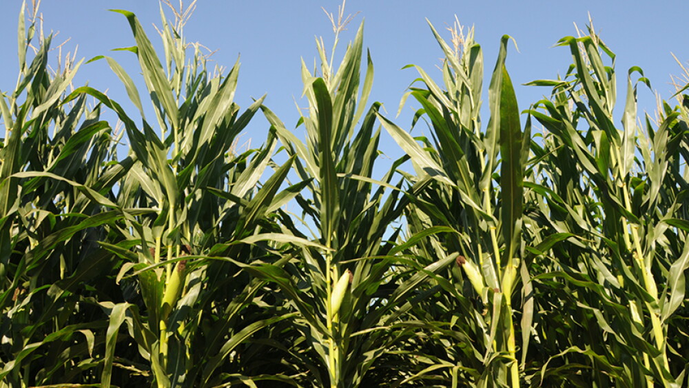 Corn field - Lindsey Pound