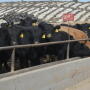 January placements up 4.4% versus a year ago, while Feb. 1 feedlot cattle at 107.9% of year ago.