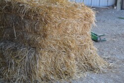 Low quality hay is starting to take a toll on animal nutrition. Consult a nutritionist to ensure you are feeding a balanced ration.