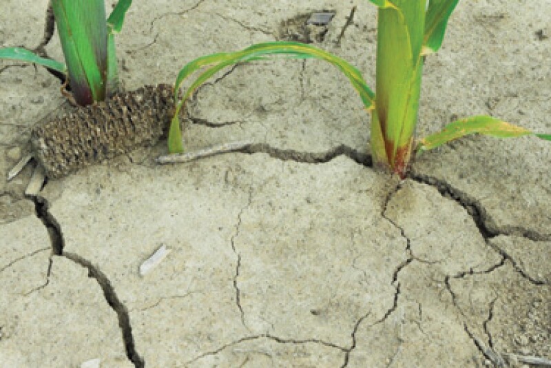 dry ground
