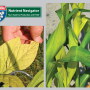 In soybeans and corn, iron deficiency symptoms show up in new leaves because iron doesn’t move inside the plant. Because deficiencies result from soil environmental conditions, symptoms can come and go.