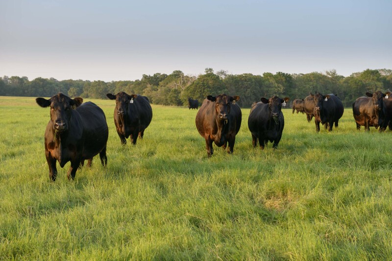 Angus cows at 44 Farms
