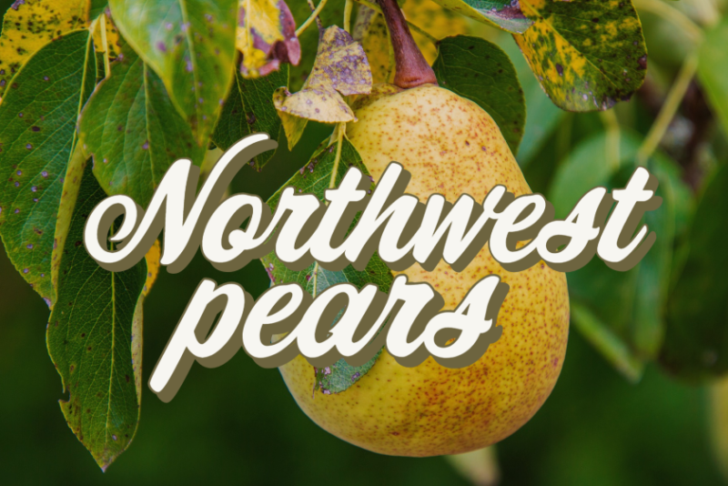 Northwest pears